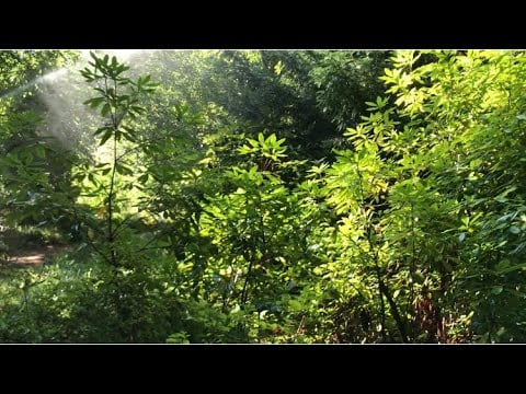 ASMR outside ✨ - a walk through nature 🌱 | wood tapping | leaf sounds