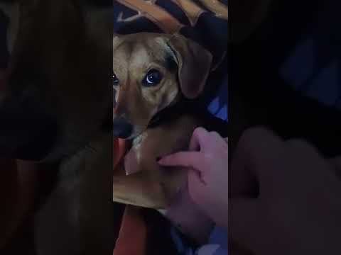 Asmr no cachorro #shorts #asmr