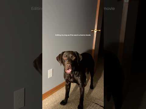Having a chocolate lab is definitely scary lol #chocolatelab #dogmom #dogsofyoutube