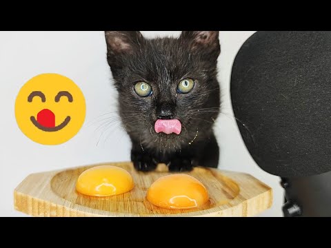 Black Kitten Eating Egg Yolk ASMR