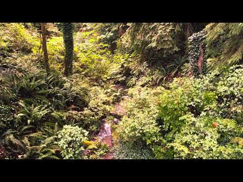 Real Rain Sounds in the Forest – No AI, Just Nature