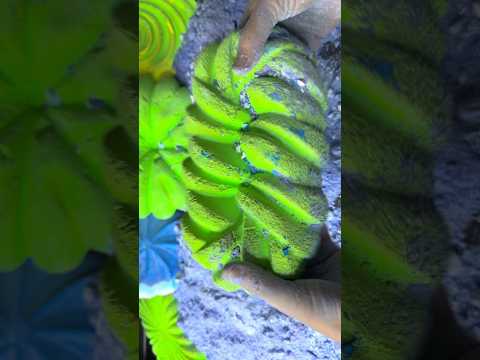 💚💚Neon Green Gym Chalk💚💚 #asmr #gymchalk