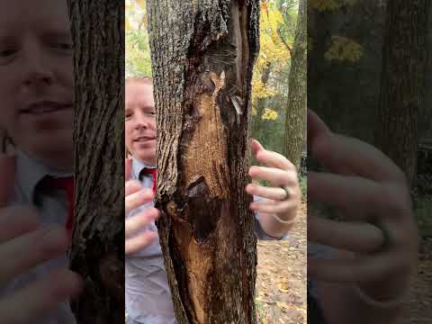 ASMR | Giving a tree a massage in the rain #asmr