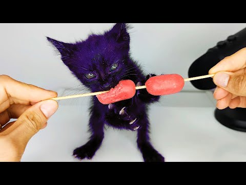 Purple Kitten Eating Sausage ASMR 😳💜