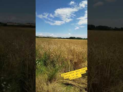 Sometimes you need to stop and listen [ASMR] #shorts