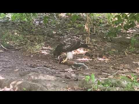 HAWK EATING SQUIRREL BRAIN in New York City * WILD MUKBANG *