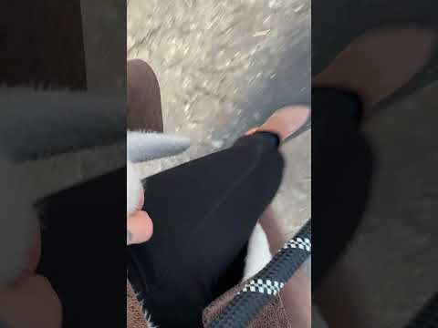 ASMR mit den Hunden im tiefen hexenwald 😭