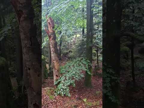 wonderful Nature Rain into the forest