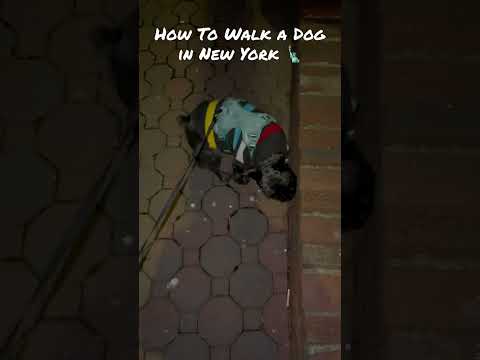 How To Walk a Dog in New York 🗽