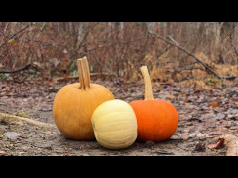 🚨LIVE🚨Smashing Pumpkins | Feeding Wildlife