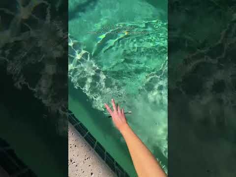 pool asmr #asmr
