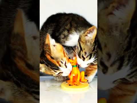 Cats Eating Dog ASMR 🐶