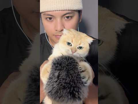 my cat’s asmr debut 🐈 #catmassage #asmr #cat  #sleep #markasmrofficial