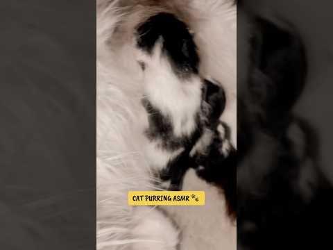 Cat purring ASMR 🐈‍⬛🐾 #asmr #hsyasmr #asmrpurring #purring #cat