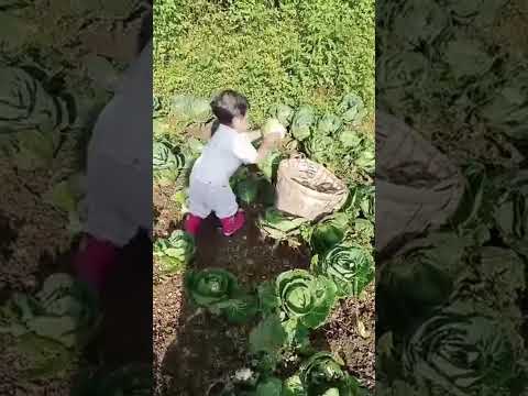 2years old boy harvesting cabbage from the garden#hardworker#cabbage#america #farmer#philippines