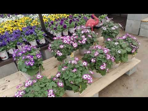 🌸 Lowe's Spring Flowers Walk-Through 🌸