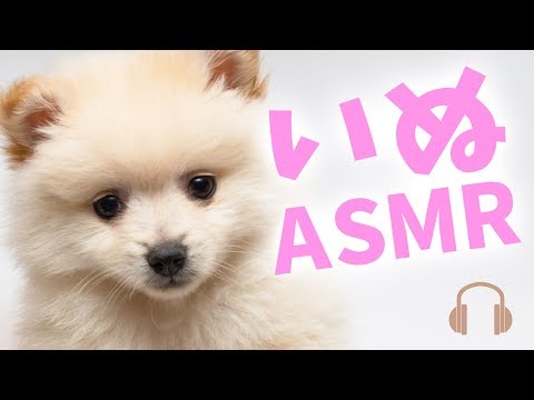 【ASMR】犬、咀嚼音ASMR。中身は見てのお楽しみ♡、ドッグフード、ささみ、ビーフジャーキー、牛乳…【声優 武石あゆ実の囁き音フェチ動画】【あゆみぃな】