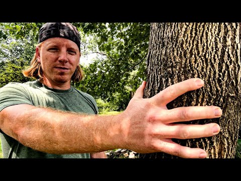 ASMR Giving The Trees A Massage