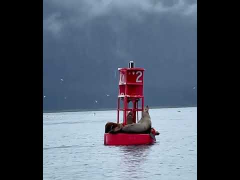 Just chillin’ in Alaska