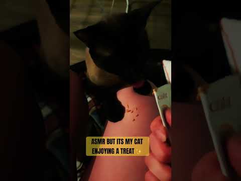 ASMR But Make It Feline ✨ #cat #asmr #asmrcat