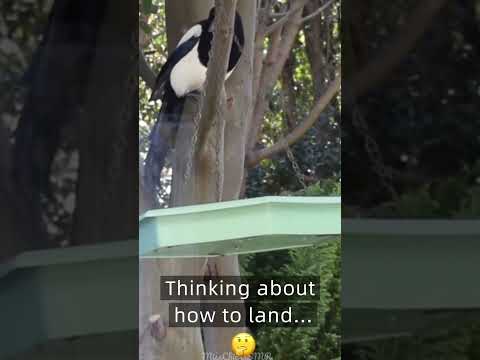 ASMR Cheeky Magpie Visits My Bird Feeder 🐦‍⬛ #asmrsounds #naturesounds #funnybirds #funnyanimals