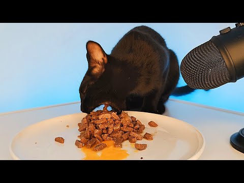 Black Cat Eating Wet Food & Egg Yolk ASMR