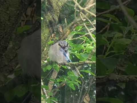 Soft-Spoken Blue Jay Birdwatching 💙💤