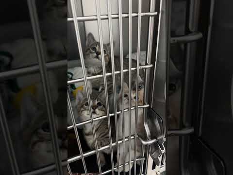 Unintentional ASMR at the shelter