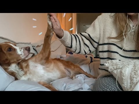 ASMR on my dog ✨ - fabric and crinkle sounds in bed