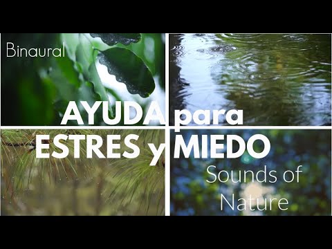 🍃ASMR MOTIVACIONAL para aliviar Estrés y Miedo🍃1h Sonidos de Lluvia y Naturaleza🍃Soundscape🌙