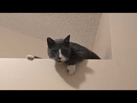 Big Goofy Cat Purring for One Hour w/Pictures (No Talking)