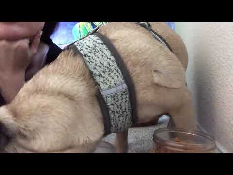 Pug ASMR - Eating Peanut Butter