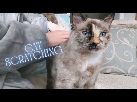 Cat Scratching and Petting with Loud Purring ASMR relax~~