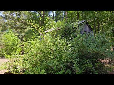 Cutting Back a Forsythia Bush | Nature Sounds (No Talking)