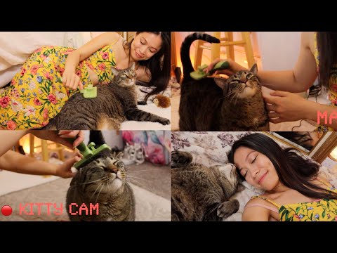 ASMR Brushing A Happy Purring Cat