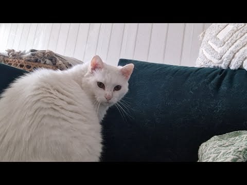 ASMR på Svenska - 5 minuter lofi ramble