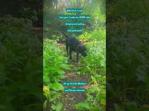 Wild Garlic Dog Walk #wildgarlic #foraging #dog #animal #dogwalk #nature #forest