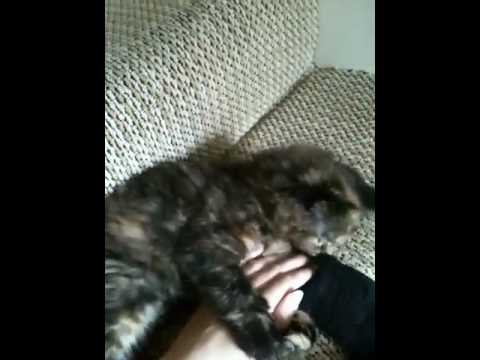 My kitty cats!