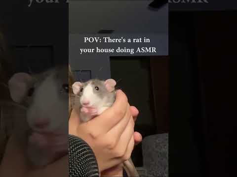 Rat does ASMR #shorts #asmr