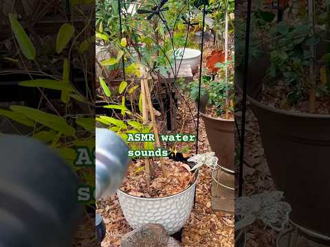 They definitely needed sum water, aren’t they beautiful!!!🤍☺️🌱💦 #asmr #asmrwatersound #plants