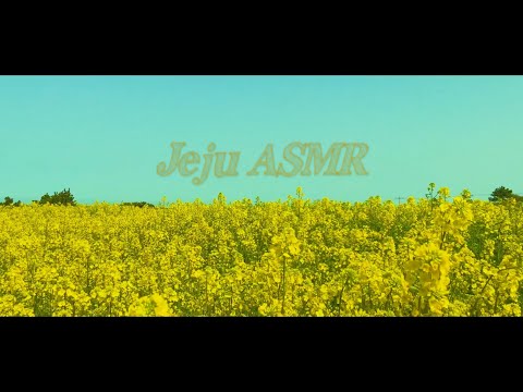 [ Jeju ASMR ] :: 제주 풍경을 느껴보세요! ♡ :: 소곤소곤 말소리와 예쁜 풍경들🌷(뒷모습 등장!)