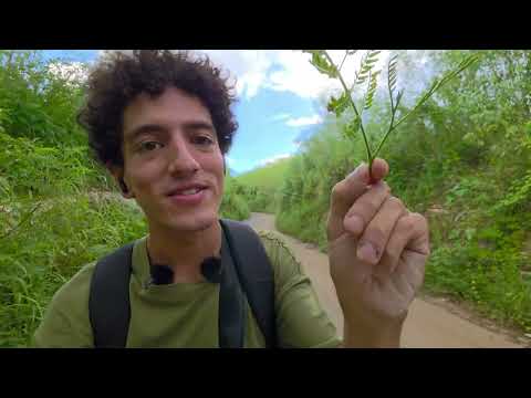 ASMR near a small bridge