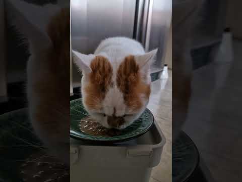 ASMR min katt får alltid blötmats-skägg 😂🧡🤍