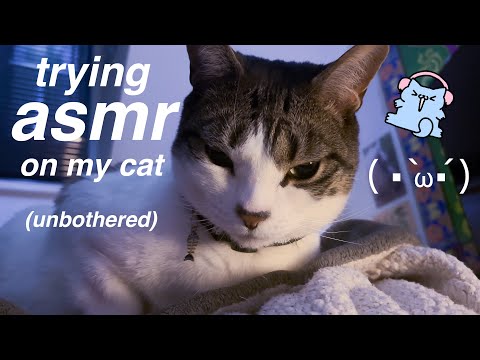 trying ASMR on my cat !! (fur sounds, scratches, purring, treats)