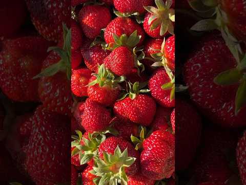 Strawberry picking in the summer❤️