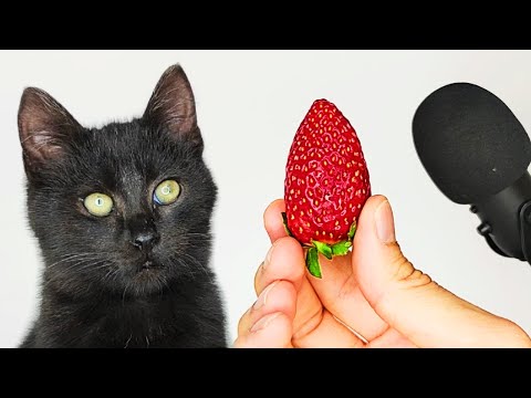 Cat Eating Strawberry ASMR