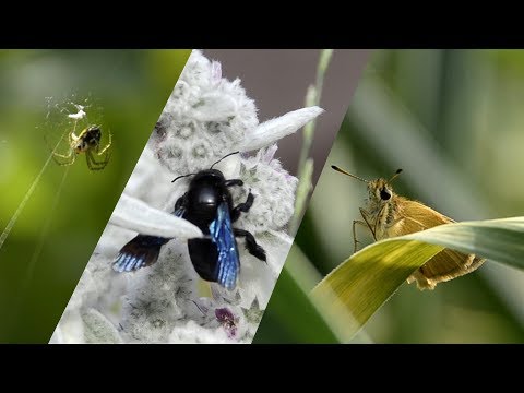 Common garden insects doing their thing