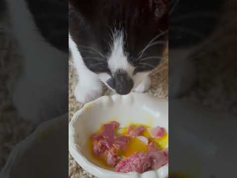 RAW KITTEN FOOD 💕💕💕#kitten