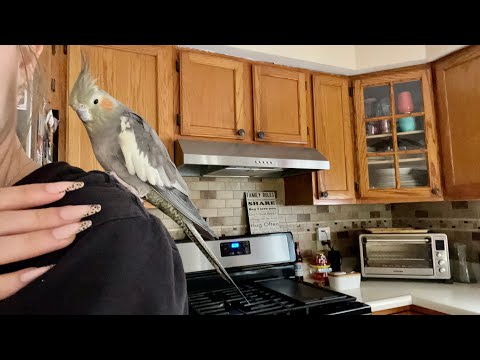 ASMR! Quiet Tapping Around My HOUSE! 🏡
