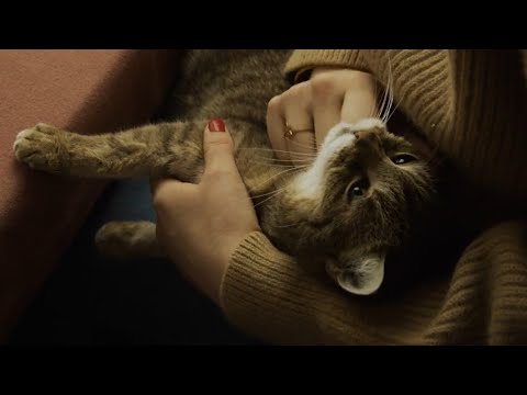 ASMR 🐱 Mit einem schnurrenden Biest durch die Raunächte